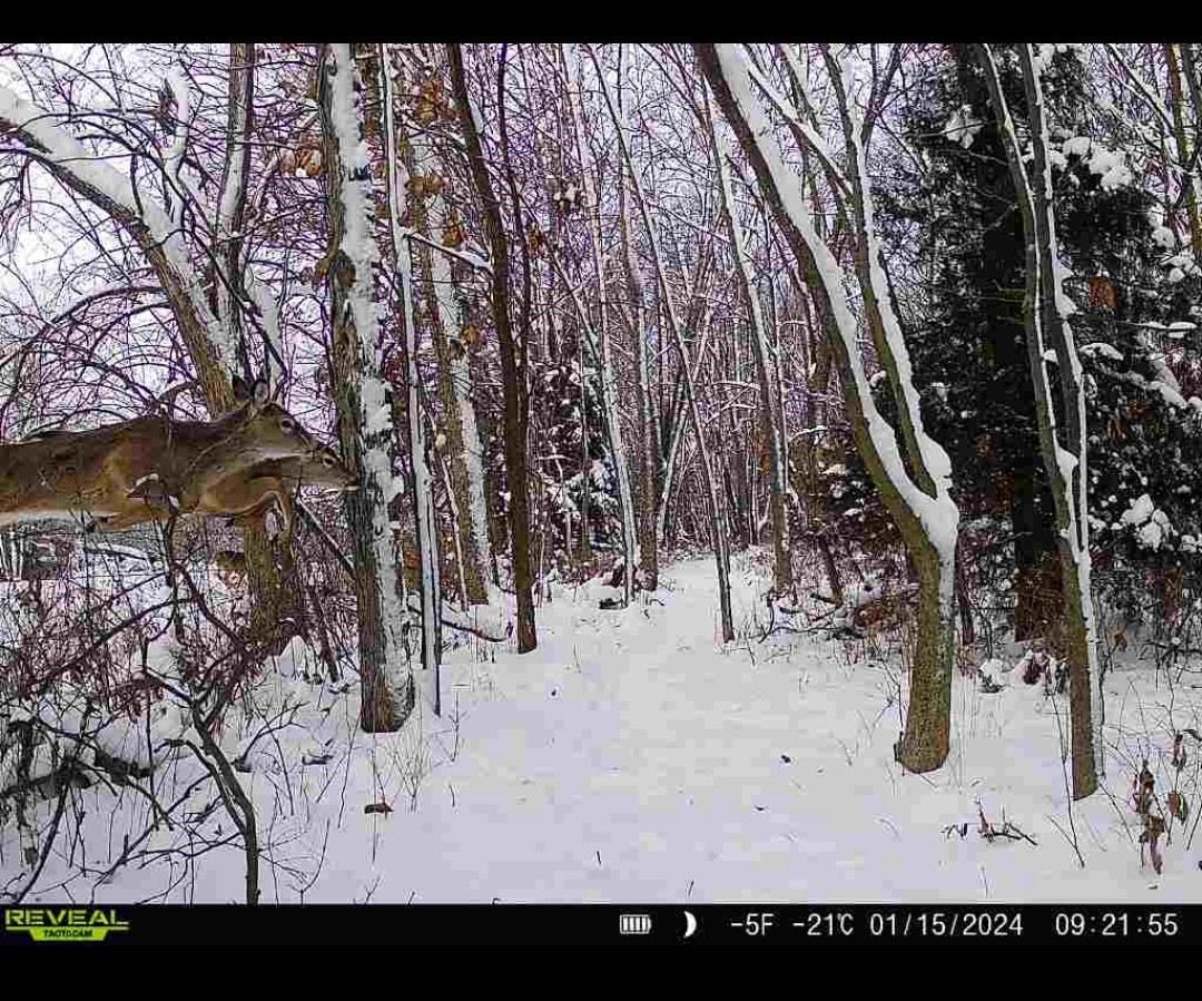 Browning-1 Browning-1