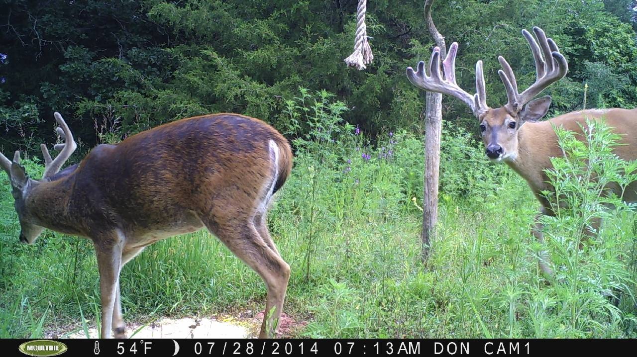 Browning-1 Browning-1