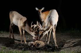 rock-w-deer 3